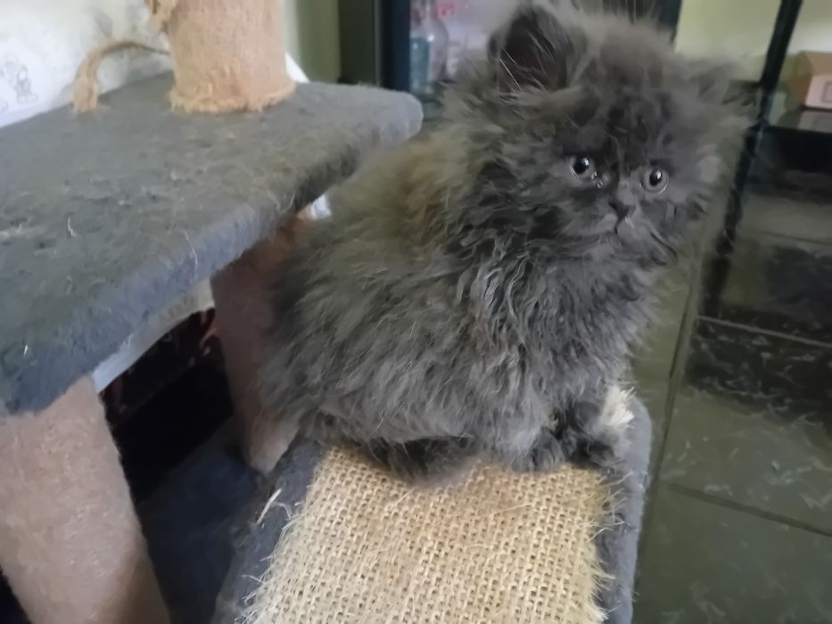 Персийски котки женски и мъжки