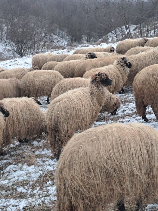 Oi țurcane de vânzare