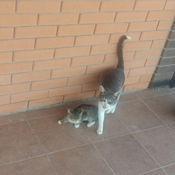4 маленьких котёнка в добрые руки