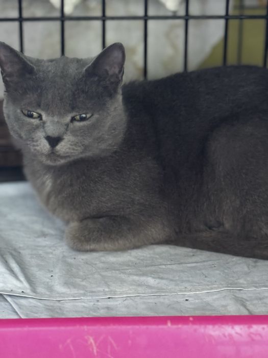 Кошки Аксу бесплатно