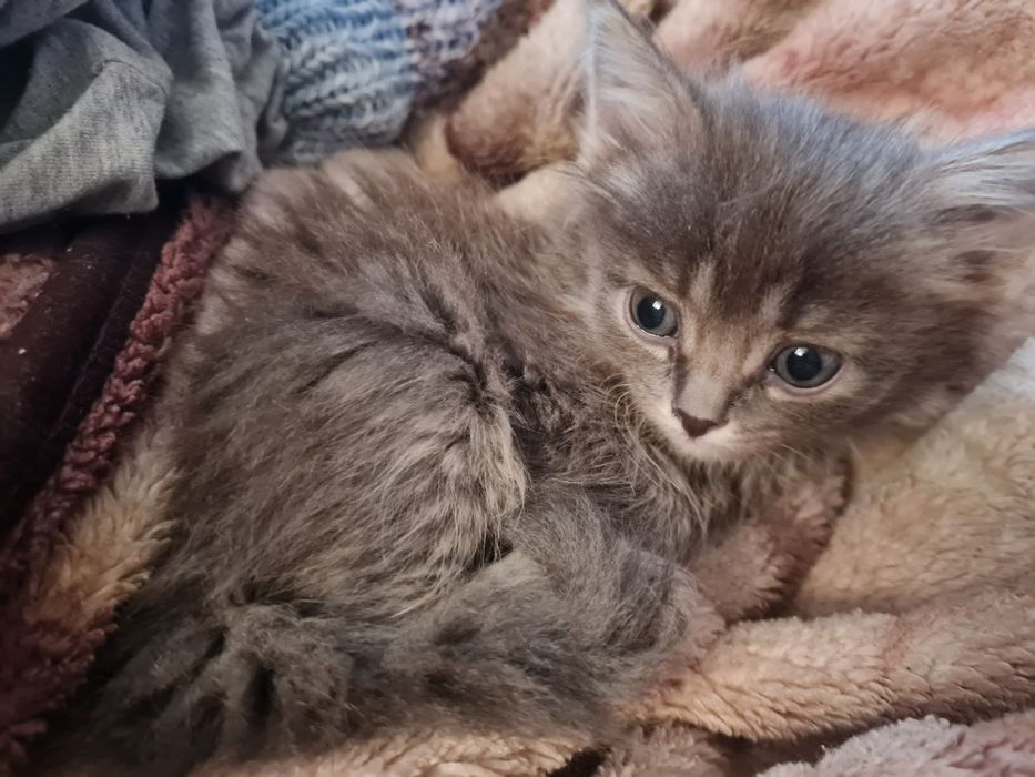 Отдам котёнка,  девочка