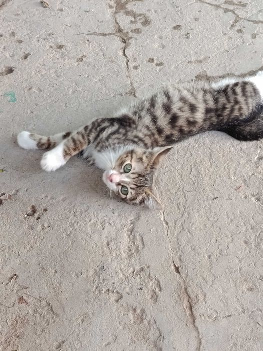 Мысык, Котёнок мальчик 3 месяца