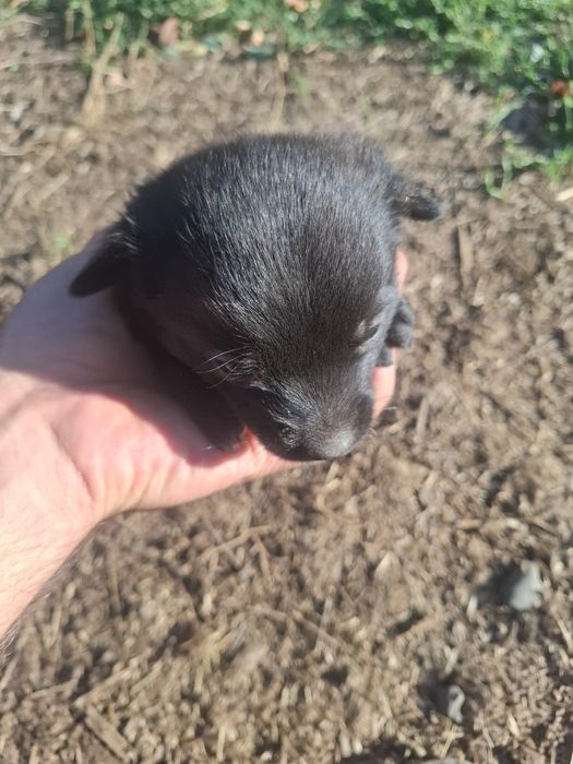 Căței spre adopție