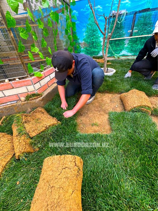 готовые рулоны газон в Узбекистане