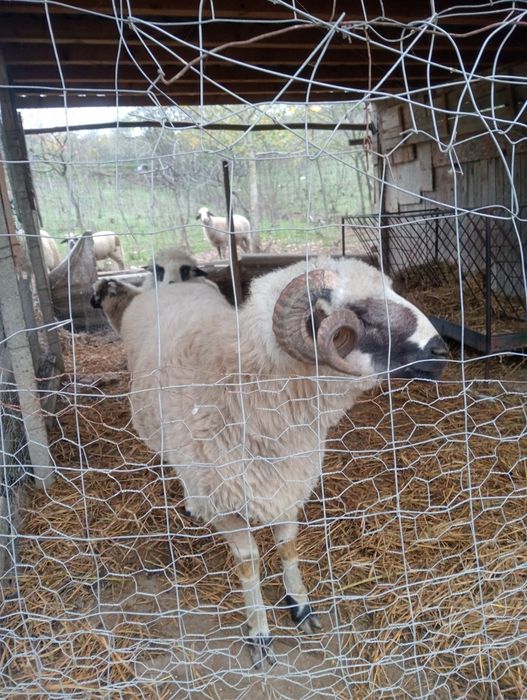 Berbec țurcan de vânzare