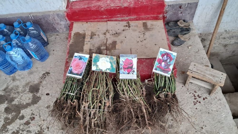 Розы чайногибридные 4  (2-х летние саженцы)