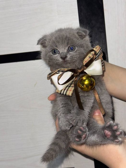 Британский фолд и страйд