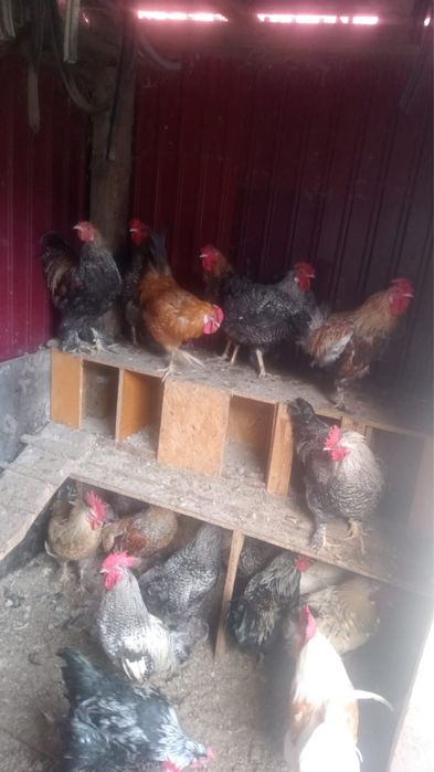 Петухи домашние 4 тыс 8-10 мес