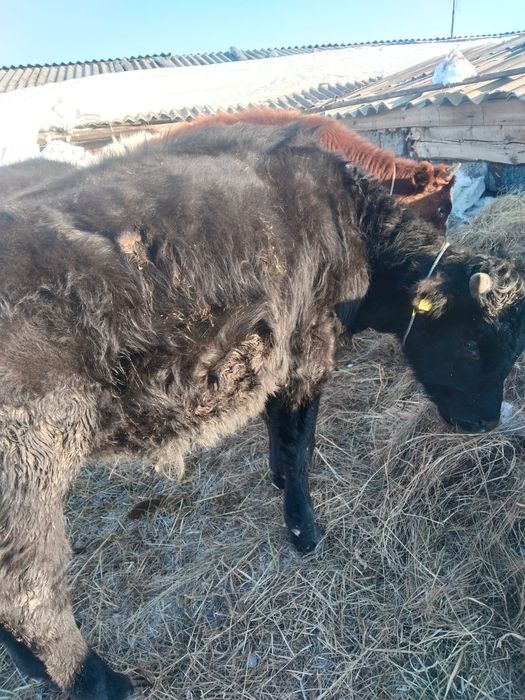 Букалар сатылады