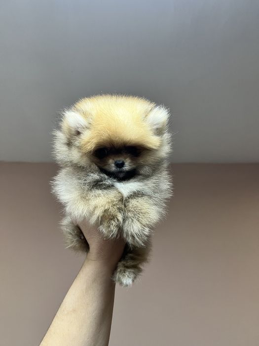 Сладки  Померанчета