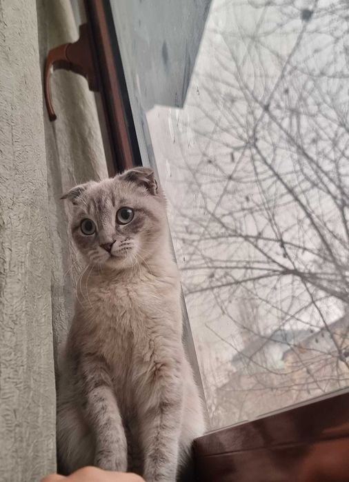 Mushuk Shotlandiya folding.