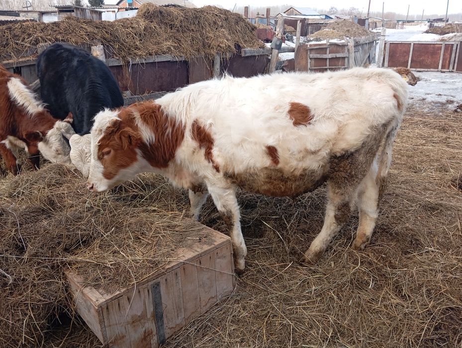 Телята бычки сатылады