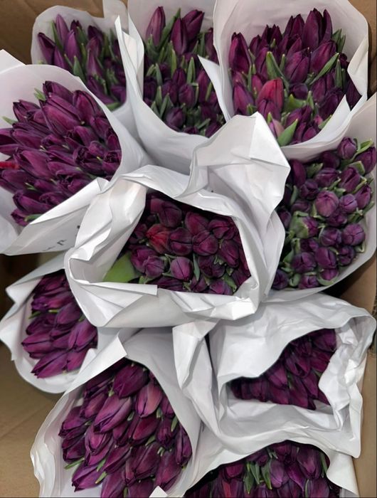 Свежие Тюльпаны оптом Семей