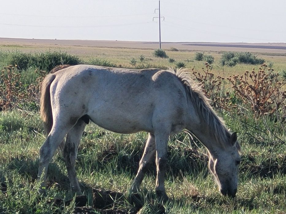 Тайлар сатылады.