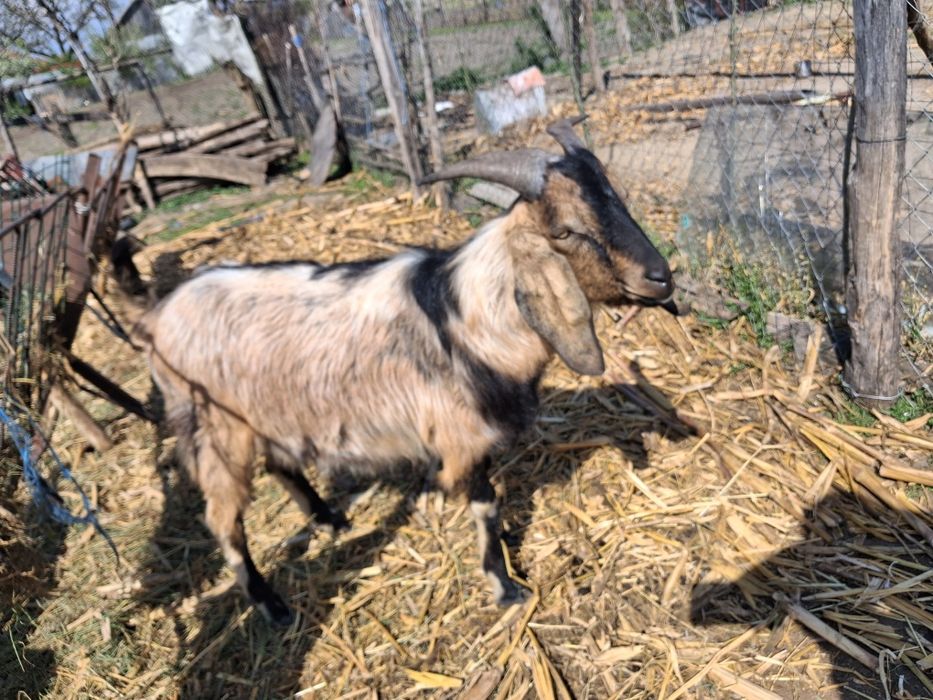 Tap anglo nubian schimb cu capra!