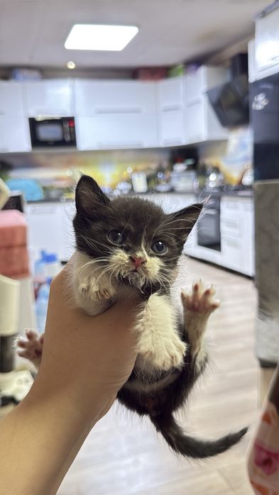 Отдам котят в добрые ручки