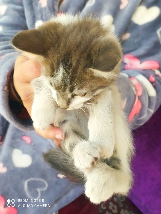 Бесплатно отдам котята
