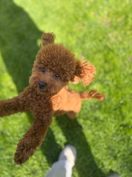 Caniche Pudel Toy Mascul cu Pedigree 8 luni educat, bland crescut in familie