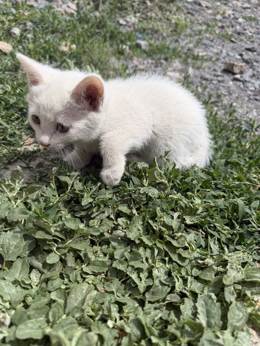Отдам котят бесплатно