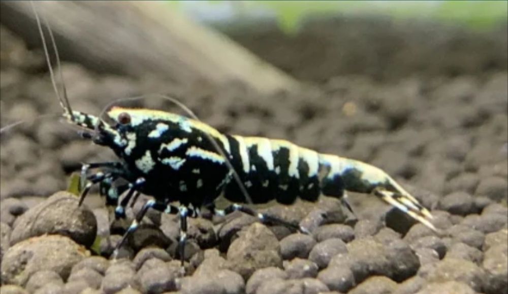 Аквариуми скариди Galaxy Black