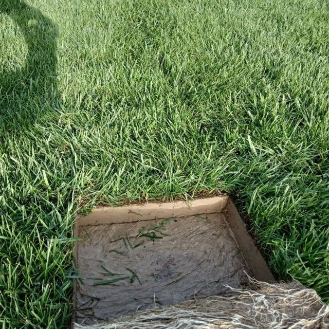 Gazon sifatli va tez