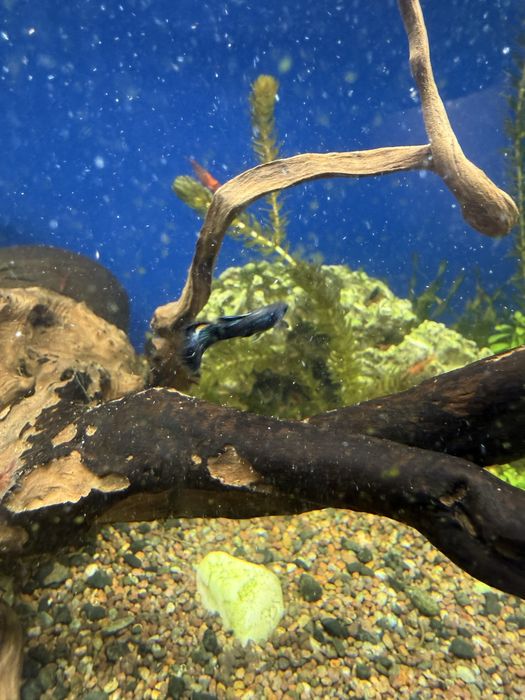 Гуппи синяя московская самцы