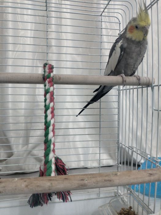 Папугаи карелла малчик