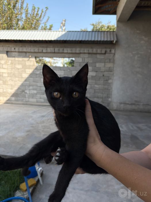 Отдается котенок в хорошие руки