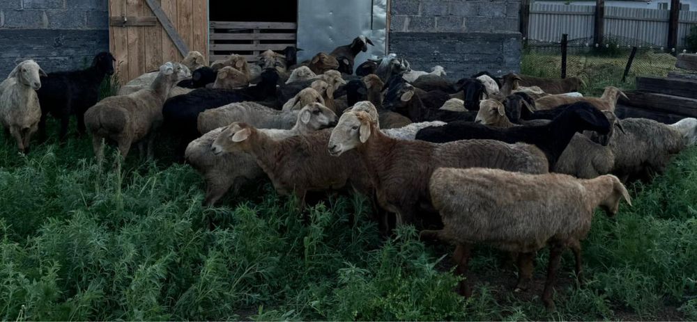 Токты кой сатамын