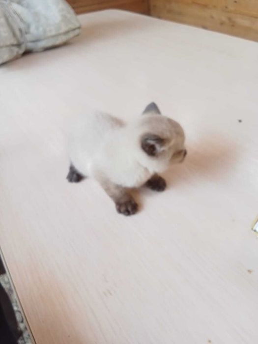 Отдам 3 котёнка в добрые руки