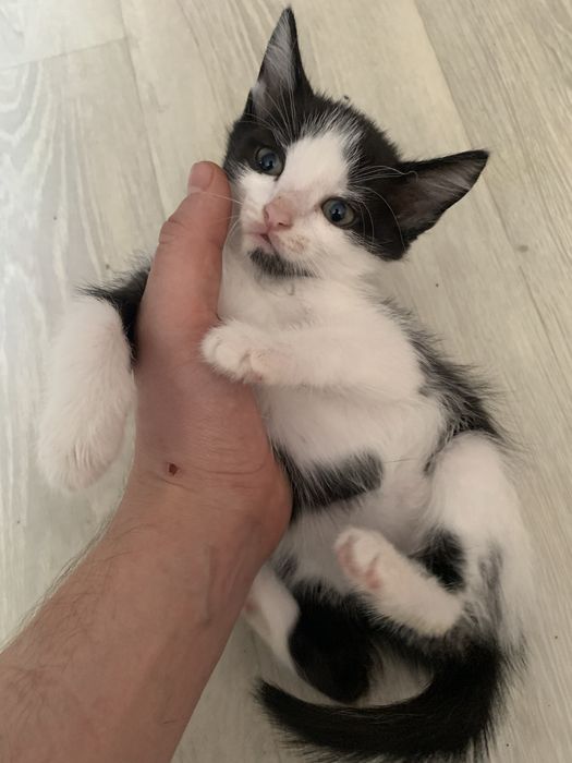 Отдам котят только в добрые руки