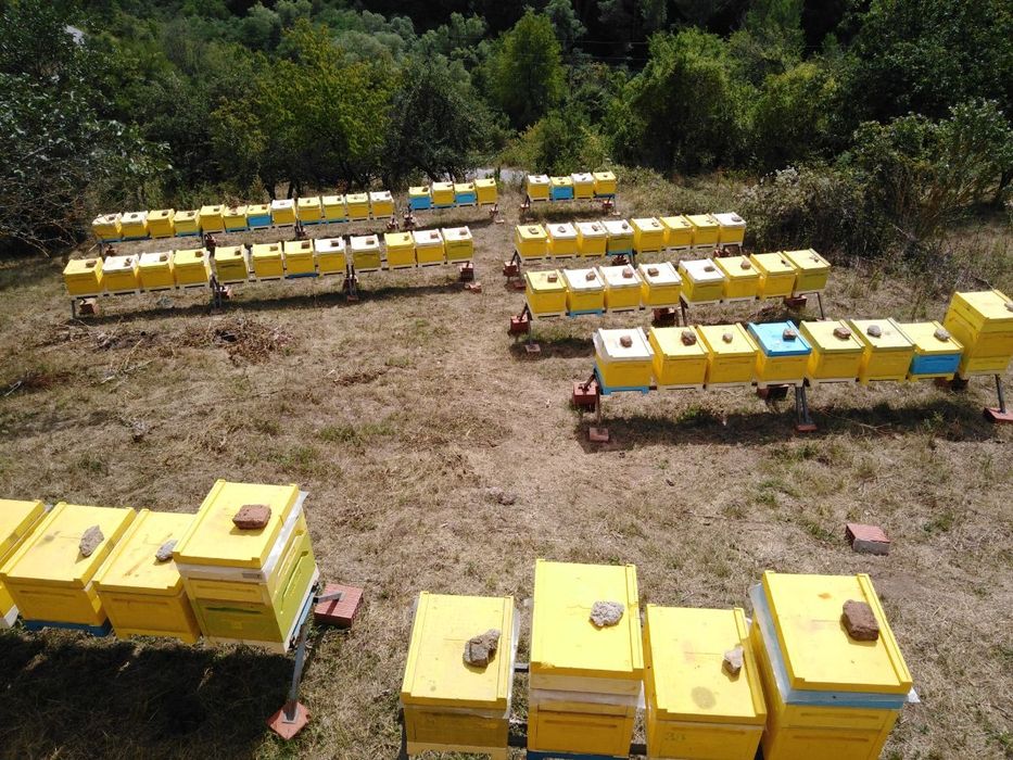 Пчелни отводки предлага