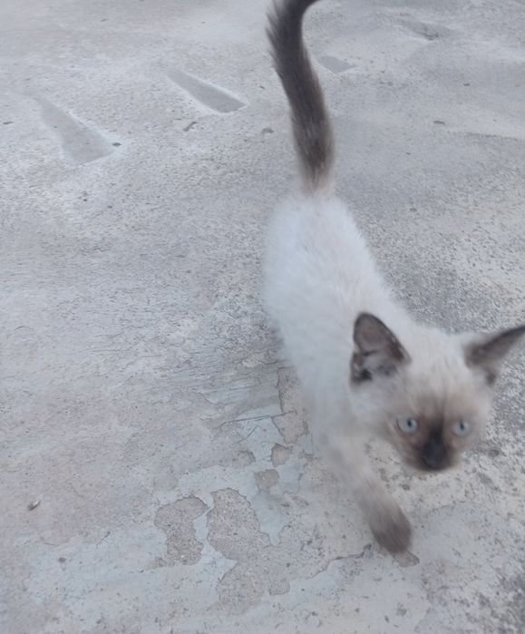 Siyamiski mushuklar