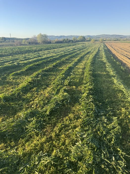 Baloți de lucernă