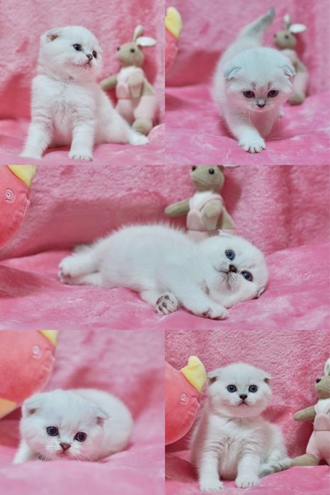 Скотиш фолд котята