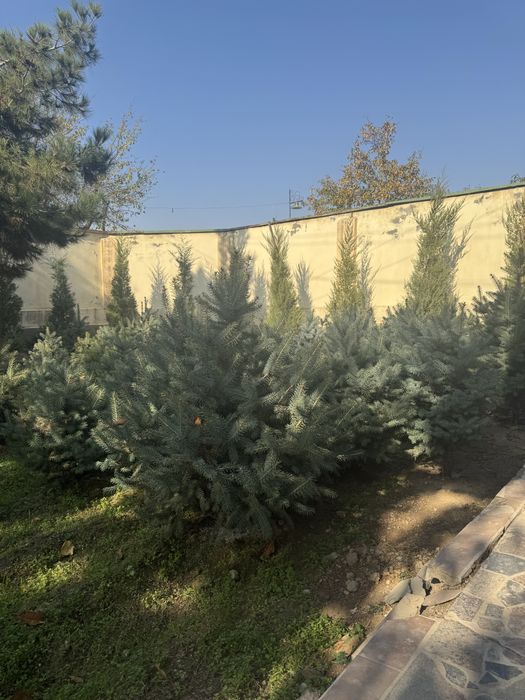 Продаются голубые ели