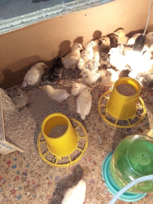 Продам домашних цыплят