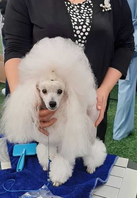 микро той пудель