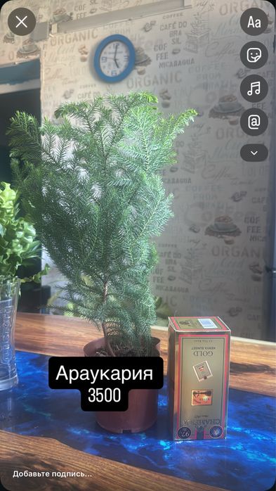 Комнатные цветы для дома и офиса