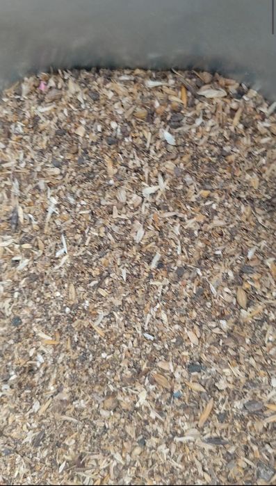 зерносмесь пшеница, лен, овёс и ячмень