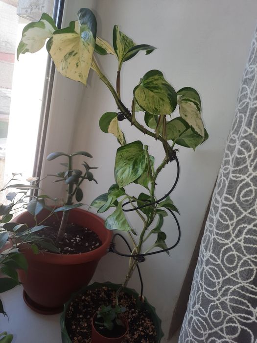 Комнатные цветы ухоженные продам