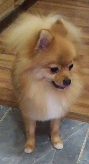 Шпиц помиранский породистый