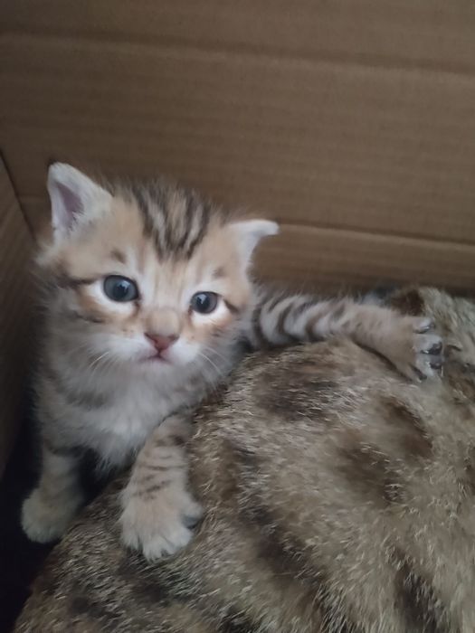 Котята в хорошие руки