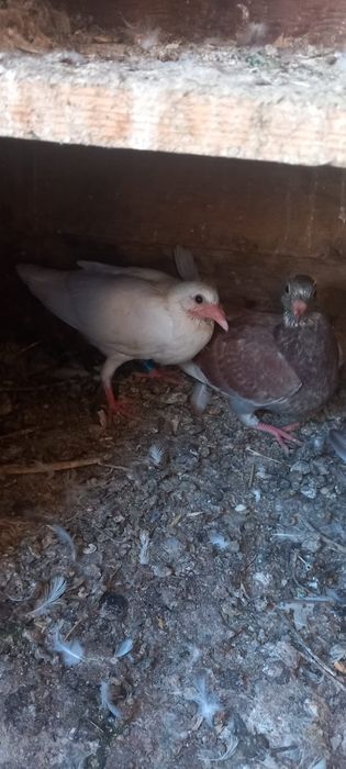 Vând porumbei tineri și maturi
