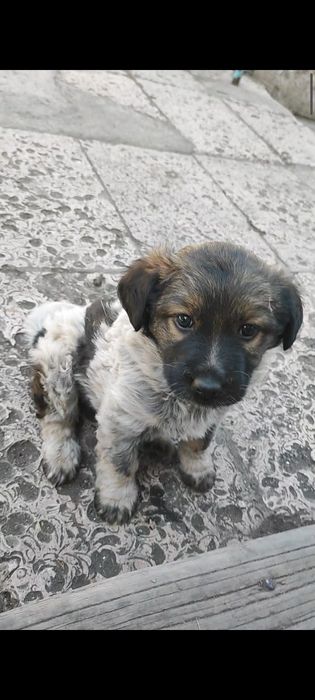 отдам щенка в хорошие руки