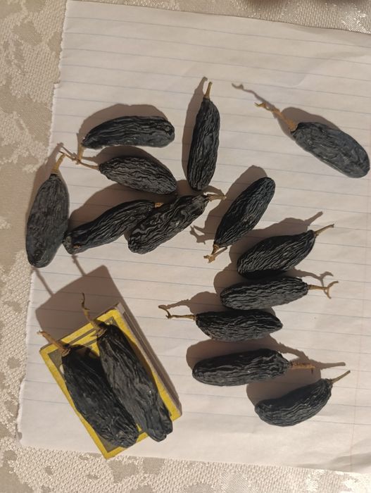 Qora kishmish va gigant uzum ko'chatlari