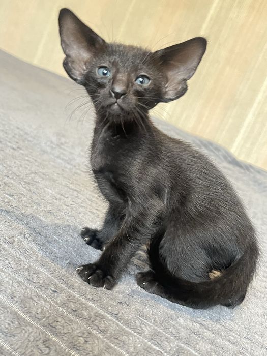 Ориентальные котята