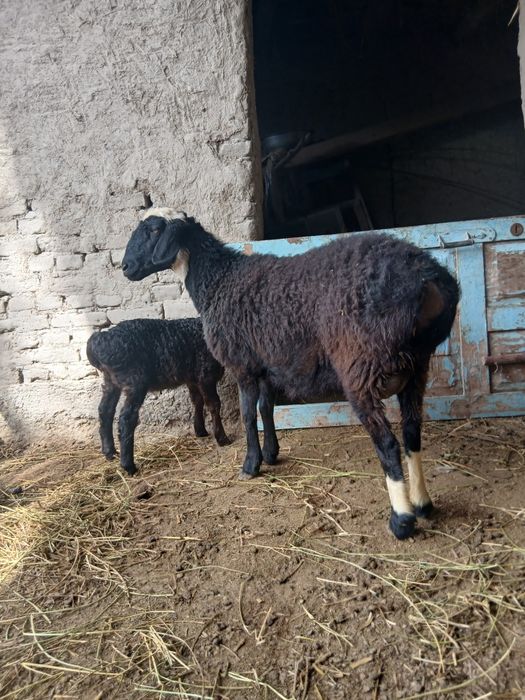 Ona bola qazoqi qo‘y sotiladi