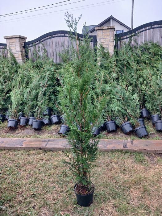 Tuia leylandii  150-180 cm