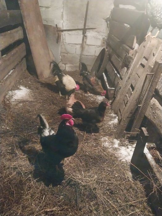 Обменяю петухов на кур